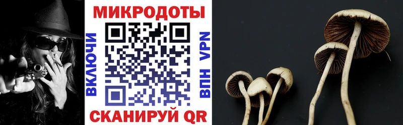 Купить  Кизляр  Галлюциногенные грибы Psilocybe 